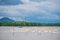 oyster farm by mangrove  forest in Chanthaburi