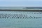 Oyster farm at Winchester Bay on the Oregon Coast