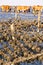 Oyster farms in Taiwan coast