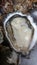 Oyster fat plump juicy