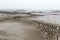 The oyster field on mudflat