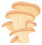 Oyster fungus cartoon icon. Forest wild mushroom
