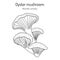 Oyster fungus Pleurotus ostreatus , edible and medicinal mushroom