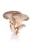 Oyster mushroom