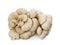 Oyster mushroom