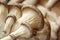 oyster mushroom gills pictures
