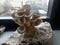 Oyster mushroom growing kit with large oyster mushrooms ready to harvest