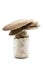 Oyster mushroom growing up on a glasses container, fungiculture at home, isolated