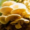 Oyster mushroom Latin: Pleurotus ostreatus a common edible mushroom in a golden glow in Belgium