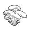 Oyster mushroom linear drawing on white