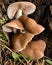 Oyster mushroom (Pleurotus ostreatus)