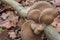 Oyster mushroom Pleurotus ostreatus on tree macro