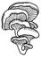 Oyster mushroom sketch. Tree fungus. Hand drawn icon