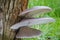 Oyster mushroom on willow stem with grassy blurred background