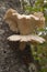 Oyster Mushrooms