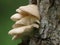 Oyster Mushrooms