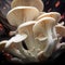 Oyster mushrooms cultivation