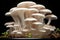 Oyster mushrooms cultivation