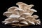 Oyster mushrooms cultivation