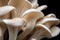 Oyster mushrooms cultivation