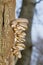 Oyster mushrooms on dying tree