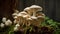 Oyster Mushrooms grow wild in the forest