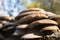 Oyster mushrooms growing on an old log in the forest on the Bank of the Volga river.