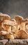 Oyster mushrooms harvest lie on an old wooden table  close up with copy space  gray neutral background. Vertical frame of fresh