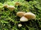 Oyster Mushrooms - Pleurotus ostreatus