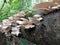 Oyster Mushrooms - Pleurotus ostreatus