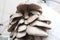 Oyster mushrooms. Pleurotus ostreatus. Oyster mushroom is a common edible mushroom. Mushrooms cultivation