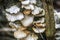 Oyster mushrooms on the tree trunk.