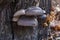 Oyster mushrooms on a tree trunk in nature