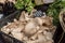 Oyster mushrooms on a vegetables stall at Borough Market in London, UK