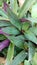 Oyster plant or tradescantia or rhoeo discolor