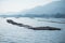 Oyster raft farm at Miyajama island