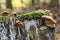 The Oyster Rollrim (Tapinella panuoides) is an inedible mushroom