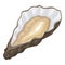 Oyster sea icon, healthy seafood and shellfish