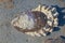 An oyster shell attached to a mussel on a stone surface