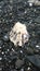 Oyster shell on beach at South Pender Island