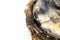 Oyster shell fossil, detail, white background