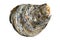 Oyster shell fossil, pop colours