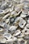 Oyster shells.