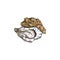 Oyster shells with edible delicacy clam, engraving vector illustration isolated.