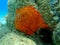 Oyster sponge or orange-red encrusting sponge Crambe crambe undersea, Aegean Sea, Greece.