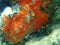 Oyster sponge or orange-red encrusting sponge Crambe crambe undersea, Aegean Sea, Greece.