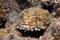 Oyster Toadfish