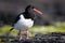 Oystercatcher