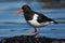 Oystercatcher