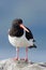 Oystercatcher